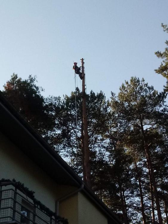 Osoba na drzewie 42
